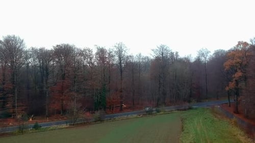 Coches conduciendo por el bosque