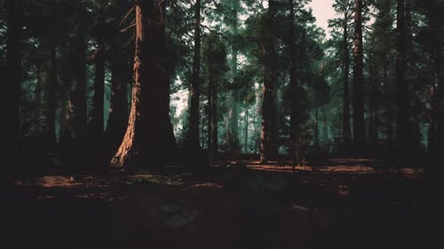 Eerie Twilight Forest Illuminated By Soft Golden Rays and Shadows