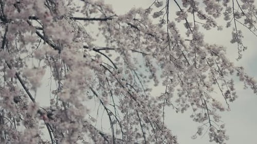 White Sakura Cherry Blossoms On Springtime In Bokeh Sky Background. Rack Focus Shot