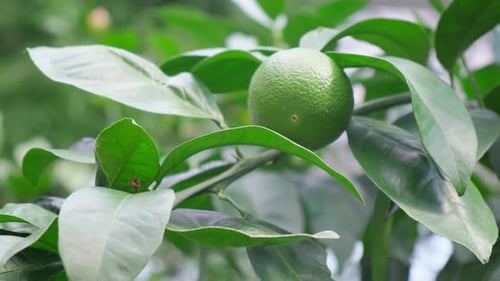 A Closeup of a Green Orange Hanging on a Tree Tropical Fruits on a Tree