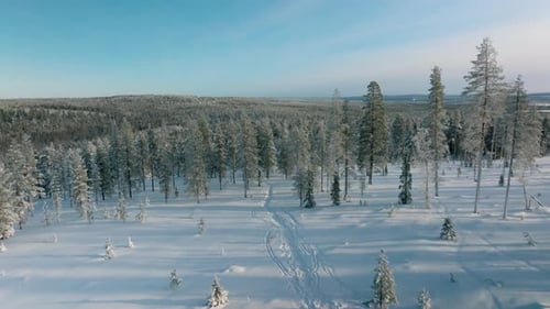 Frozen Ground And Conifer Trees During Winter In Rovaniemi Forest At Sunset. Aerial Drone Shot