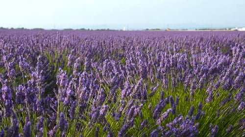 Beautiful Blooming Lavender Flowers Swaying in the Wind. Lavender Season Provence France