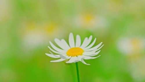 Meadow Daisies on a Sunny Day