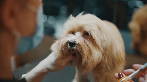 Dog Gets a Haircut at the Pet Salon