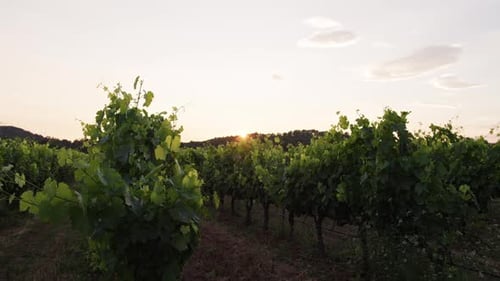 Sunset over a peaceful vineyard in the countryside showcasing lush green grapevines