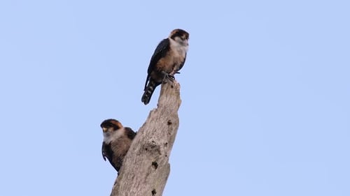 Pair of Birds Perched on Weathered Tree