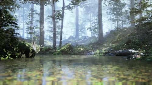 A Stream Running Through a Lush Green Forest