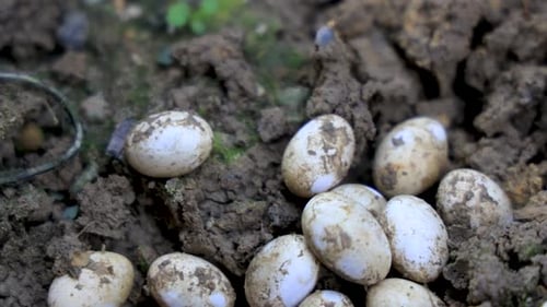 Panning shot of Snake Eggs in soil. Common Watersnake eggs.