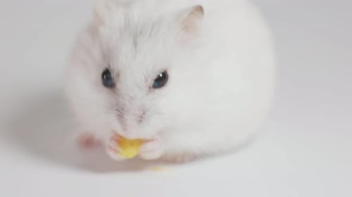 Adorable White Hamster Eats Treat in Close-Up