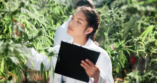Woman Examining Cannabis Plants in Garden