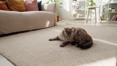 Funny Cat Playing with Toy Ball on Floor Closeup Scottish Fold Portrait