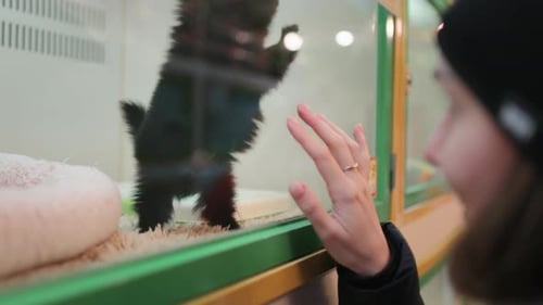 Woman Playing with Japanese Spitz in Pet Shop