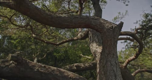 Eine immersive Aufnahme durch die verwinkelten Äste einer alten Pinie, die den komplizierten Strahl der Natur enthüllt