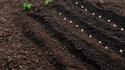 Hand Sowing Seeds in Fertile Soil