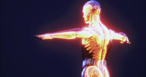 Exploring the Human Body Muscle Anatomy in a Detailed Three Dimensional Model