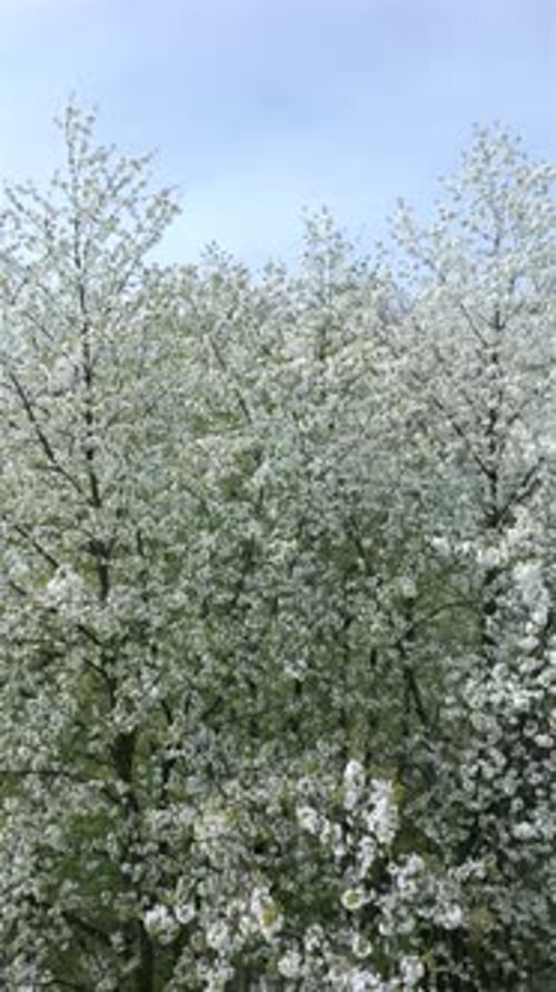 The Blooming Trees with White Flowers in Spring