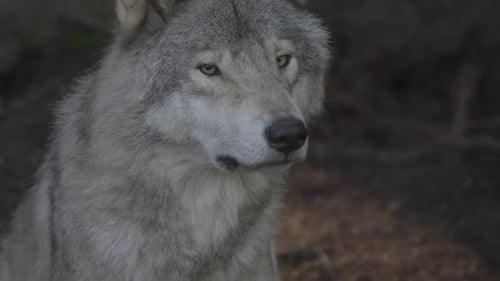 Wolves in Canadian Boreal Forest