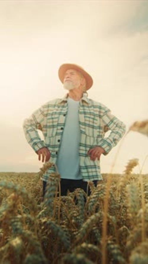 A Hardworking Farmer is Seen in a Lush Wheat Field As the Sun Sets in the Evening Sky