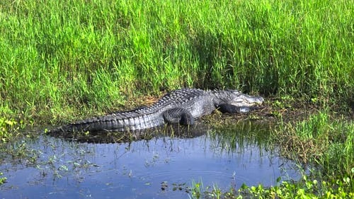 Alligator in Florida Natural Environment Reptilian Predator Native to USA South on Riverbank in