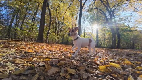 Jack Russell Terrier Dog Walking in Autumn Forest