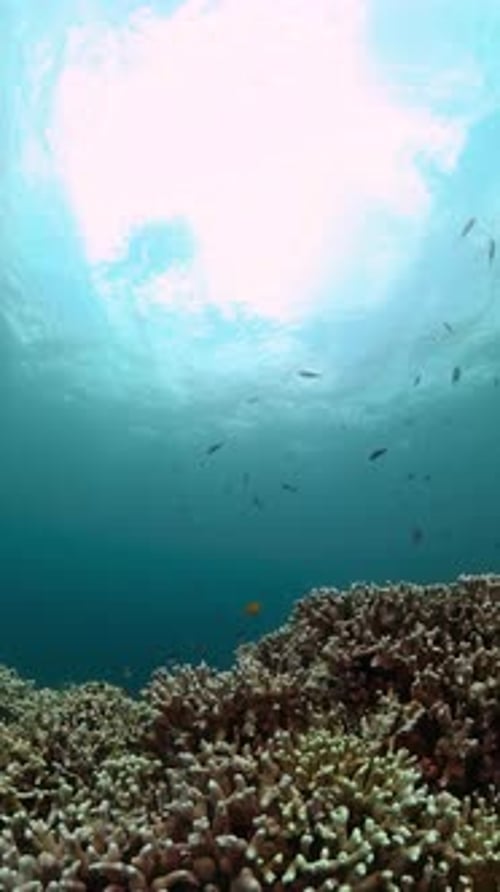 Underwater Coral Reef with Tropical Fish and Bright Sunlight