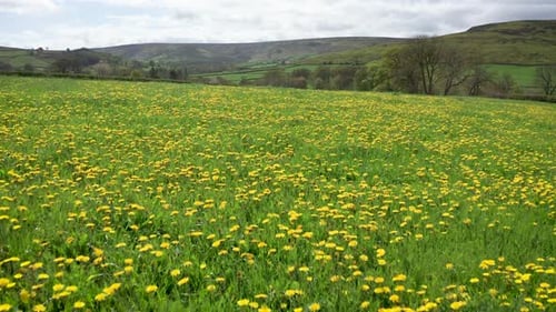 Very low aerial drone shot, moving forwards over a field with dense cover of yellow dandelion flower