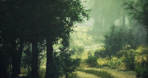Lush Forest Path in Tranquil Morning Light with Soft Mist Lingering