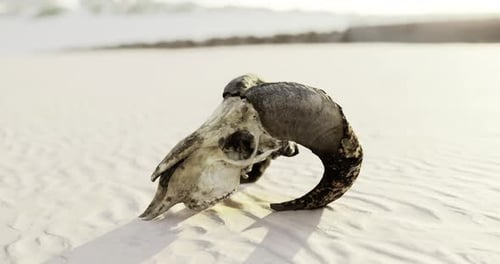 Unique Skull Partially Buried in Sand on a Serene Beach at Sunset