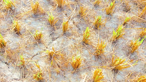 Drought crops after harvest of paddy roots , Food Stock Footage ft ...