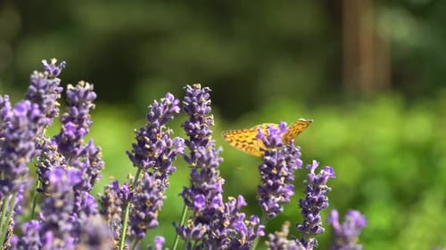 Bee and butterfly pollinates lavender in a meadow, lavender flowers sway in the wind. Bee flying