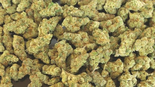 Hochwertiges medizinisches oder Freizeit-Marihuana Slow Dolly Shot