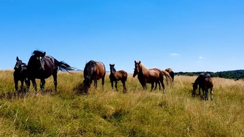 Horses herd grazing on a beautiful meadow near the forest