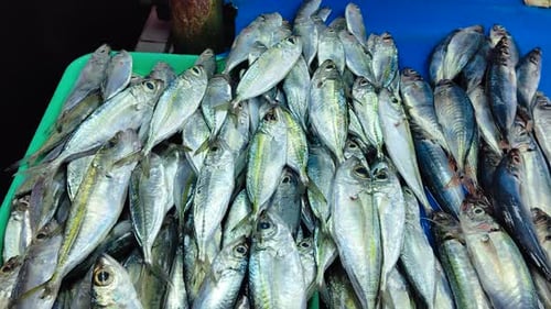 Peixes tropicais na mesa