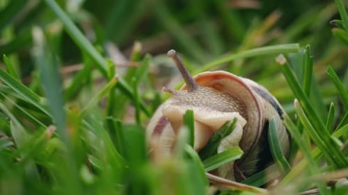 Closeup of a Striped Snail Crawling Through Tall Green Grass Extending Its Antennae and Slowly