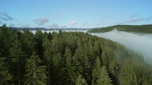 Vue aérienne d'une colline couverte de forêts et de nuages.