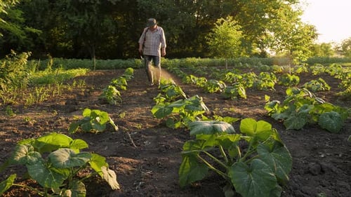 Adult Sprays Plants in Verdant Garden in Daytime