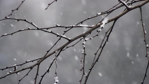 Snowfall on Bare Tree Branches in Winter