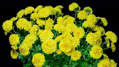 Time Lapse of Blooming Yellow Chrysanthemum on a Bush Close up Over Black Background. From Opening