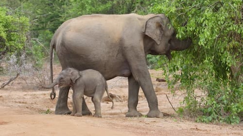 Asian elephant mother and calf feeding in natural habitat in Sri Lanka. Tender wildlife moment