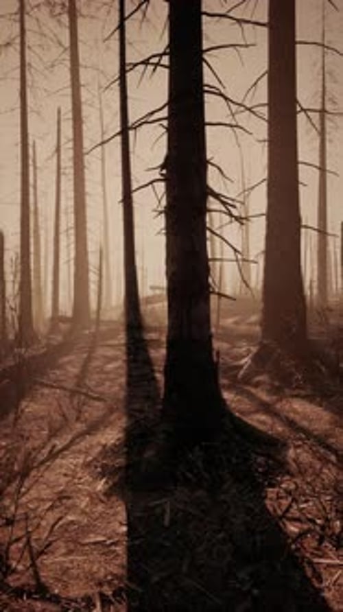 Dense Forest With Tall Trees