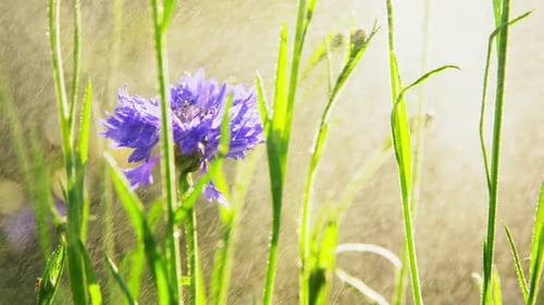 Garten-, Botanik- und Flora-Konzept - Schöne Feldblumen im Sommergarten Schön