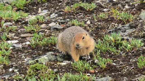 Playful ground squirrel in Denali national park, Alaska