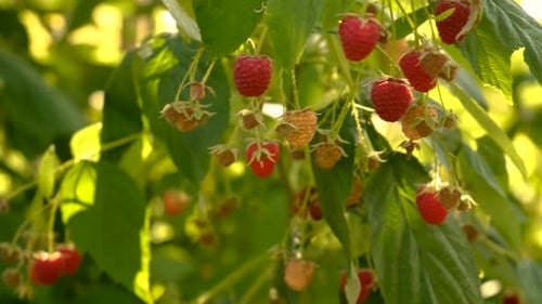 There is a Raspberry Harvest on the Branches in the Garden Selective Focus