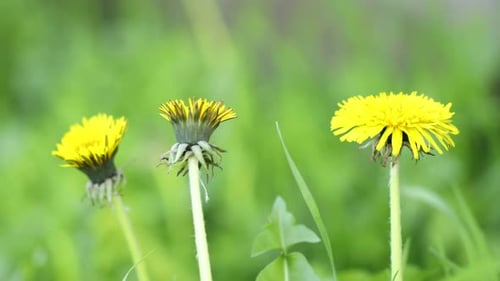 Beautiful dandelion flowers among green grass outdoors, closeup