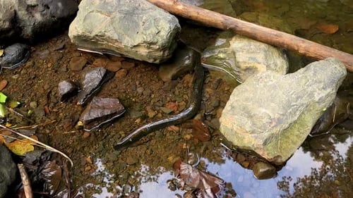 Une anguille d'eau douce dans l'une des rivières tropicales