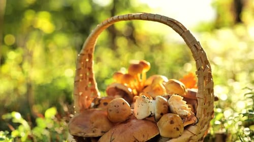 Edible mushrooms in a wicker basket.Basket of mushrooms in sunny autumn forest.