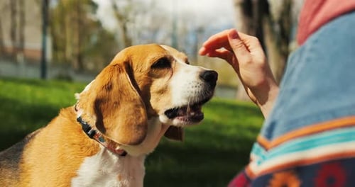 Smiling Girl Feeds Beagle Dog From Hands in the Park Female Owner Trains Dog Outside