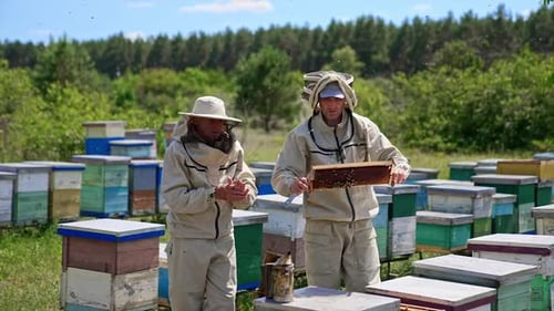 Experienced beekeepers examining frames on bright sunny day.