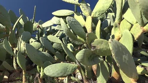 Verdadero bosque natural de nopales que crecen densamente en un paisaje árido bajo el sol.
