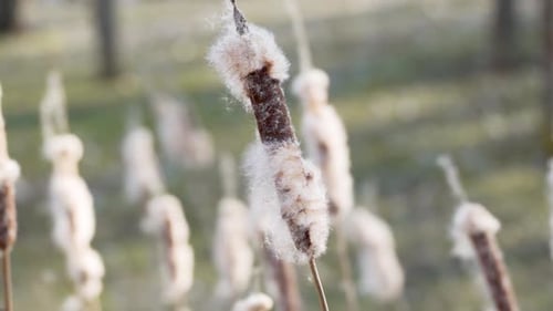 Cattail Close-Up with Soft Background